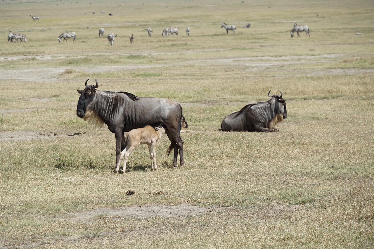 6 day wildlife safari with balloon ride in serengeti
